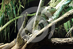 Lesser Antillean iguana photo