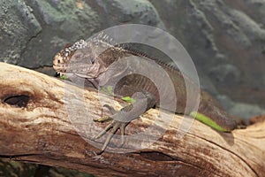 Lesser Antillean iguana photo
