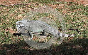 Lesser Antillean Iguana on Martinique photo