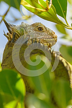 Lesser Antillean Iguana in tropical tree photo