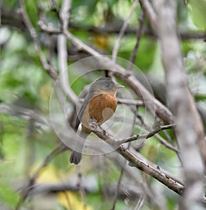 Lesser Antillean Pewee Bird or Contopus latirostris latirostris