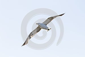 Lesser - backed seagull gliding through the air