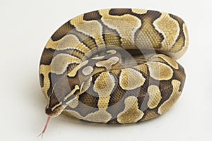 Lesser ball python regius on white background