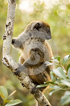 Lesser bamboo lemur, Hapalemur griseus, in nature, Madagascar