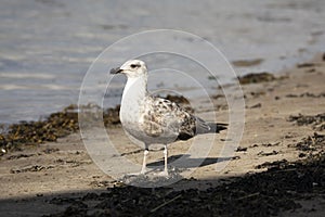 lesser black backed gull