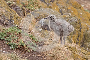 Lesser black-backed gull chick