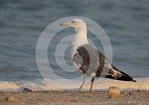 Lesser Black-backed Gull  on the coas of Bahrain