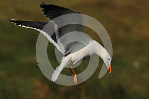 Lesser black backed gull in flight