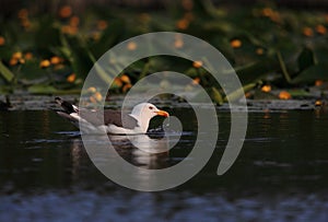 Lesser black backed gull on lake with flowers