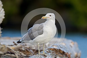 Lesser black-backed gull Larus fuscus