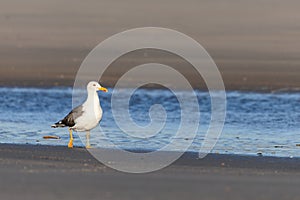 Lesser black-backed gull (Larus fuscus