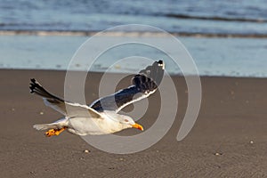 Lesser black-backed gull (Larus fuscus