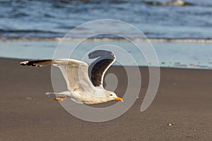 Lesser black-backed gull (Larus fuscus