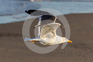 Lesser black-backed gull (Larus fuscus