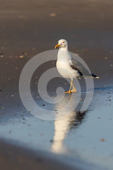 Lesser black-backed gull (Larus fuscus