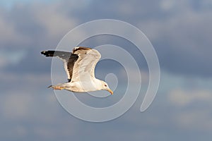 Lesser black-backed gull (Larus fuscus