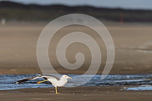 Lesser black-backed gull (Larus fuscus