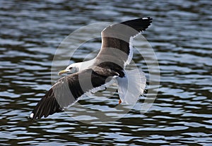 Lesser Black-backed Gull - Larus fuscus