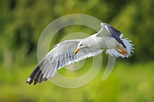 Lesser black-backed gull, Larus fuscus, in flight