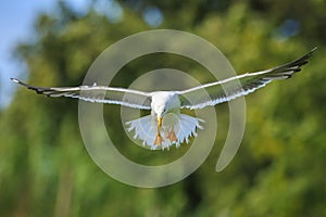 Lesser black-backed gull, Larus fuscus, in flight