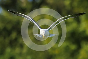Lesser black-backed gull, Larus fuscus, in flight