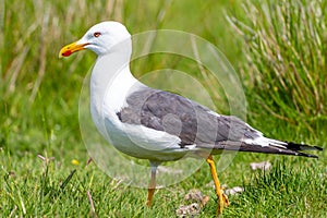 lesser black-backed gull (larus fuscus)on the german Island Amrum (Oomram) in Germany