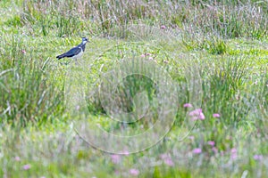 lesser black-backed gull (larus fuscus)on the german Island Amrum (Oomram) in Germany