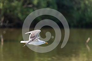 lesser black-backed gull (larus fuscus)on the german Island Amrum (Oomram) in Germany