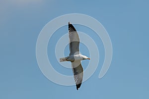 lesser black-backed gull (larus fuscus)on the german Island Amrum (Oomram) in Germany