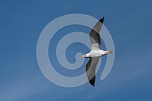 lesser black-backed gull (larus fuscus)on the german Island Amrum (Oomram) in Germany