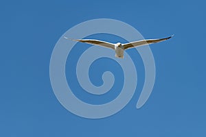 lesser black-backed gull (larus fuscus)on the german Island Amrum (Oomram) in Germany