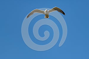 lesser black-backed gull (larus fuscus)on the german Island Amrum (Oomram) in Germany