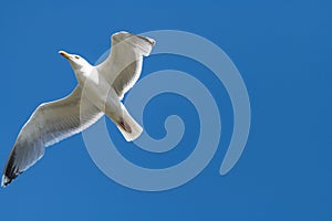 lesser black-backed gull (larus fuscus)on the german Island Amrum (Oomram) in Germany