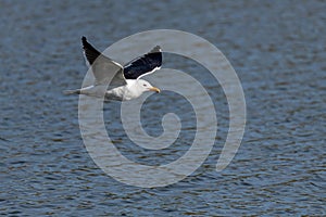 lesser black-backed gull (larus fuscus)on the german Island Amrum (Oomram) in Germany