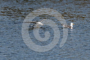 lesser black-backed gull (larus fuscus)on the german Island Amrum (Oomram) in Germany