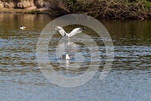 lesser black-backed gull (larus fuscus)on the german Island Amrum (Oomram) in Germany