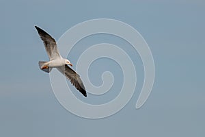 lesser black-backed gull (larus fuscus)on the german Island Amrum (Oomram) in Germany