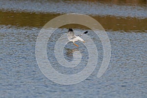 lesser black-backed gull (larus fuscus)on the german Island Amrum (Oomram) in Germany