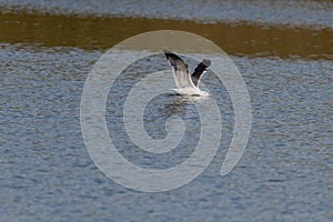 lesser black-backed gull (larus fuscus)on the german Island Amrum (Oomram) in Germany
