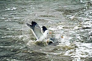 Lesser black-backed gull (Larus fuscus heuglini