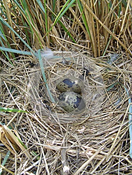 lesser black-backed gull (Larus fuscus) nest