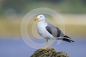 Lesser black-backed gull, Larus fuscus, perched