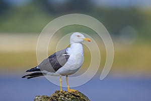 Lesser black-backed gull, Larus fuscus, perched