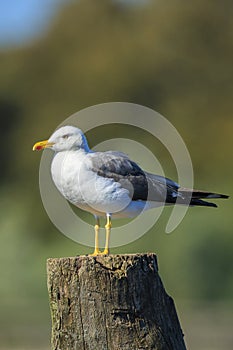 Lesser black-backed gull, Larus fuscus, perched