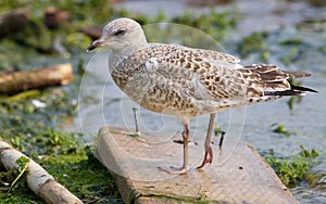 The lesser black-backed gull is staying on the wooden board