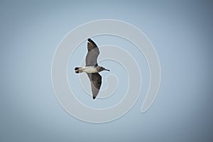 Lesser black-backed seagull