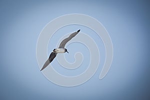 Lesser black-backed seagull