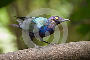 Lesser Blue eared Glossy starling