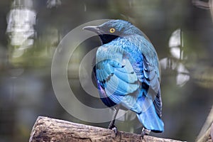 lesser blue eared glossy starling (Lamprotornis chloropterus photo