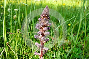 Lesser Broomrape photo